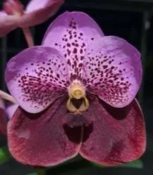 Vanda Somsri Velvet no. 79 — Motes Orchids